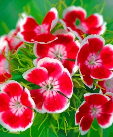 Red Sweet William Flowers Paint By Numbers