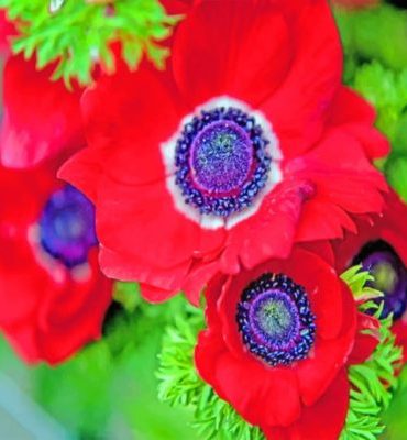 Red Anemone Blossom Paint By Numbers