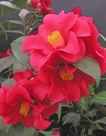 Camellia Blossom Paint By Numbers