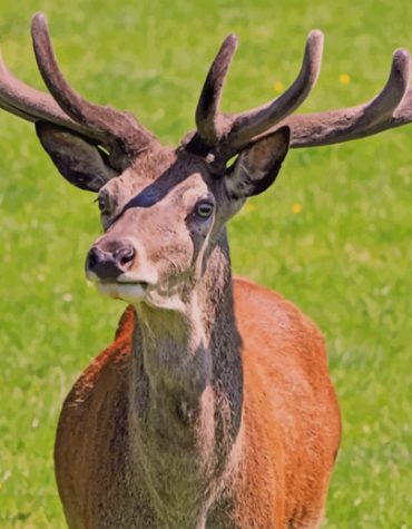 Red Deer Stag Wildlife Paint By Numbers