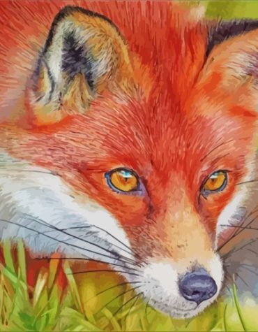 Red Fox Wildlife Paint By Numbers