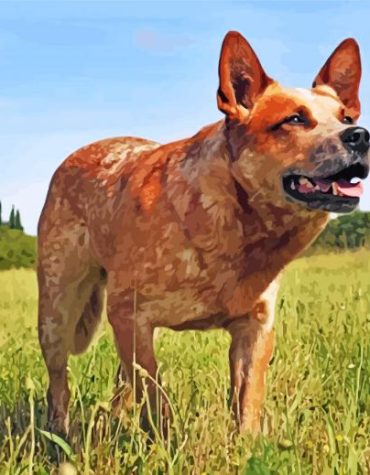 Blue Heeler Dog Paint By Numbers