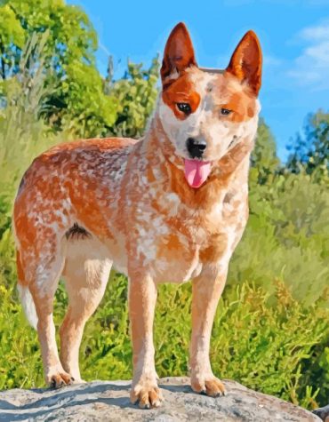 Blue Heeler Puppy Australian Cattle Dog Paint By Numbers