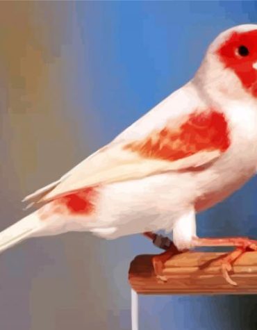 Red Canary Bird Paint By Numbers