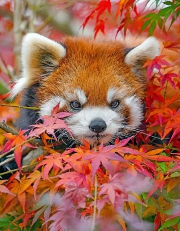 Red Panda Leaves Paint By Numbers