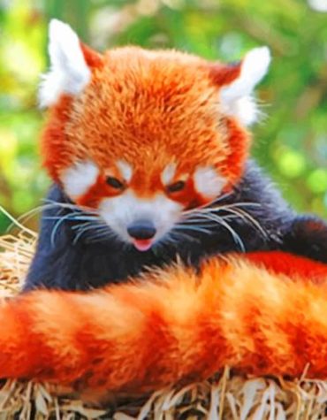 Red Panda Baby Animals Paint By Numbers