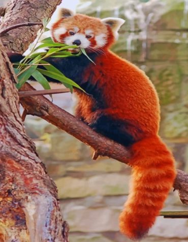 Red Panda Baby Animal Paint By Numbers