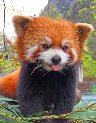 Red Panda Wildlife Paint By Numbers