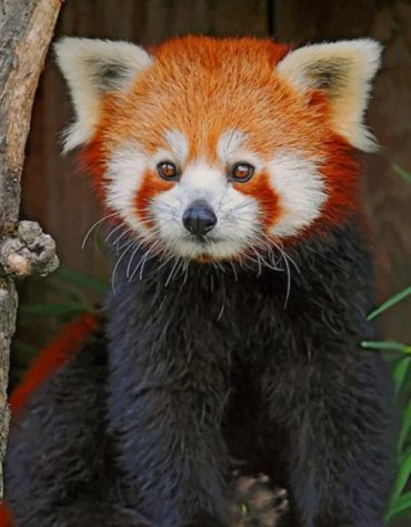 Red Panda Wildlife Paint By Numbers