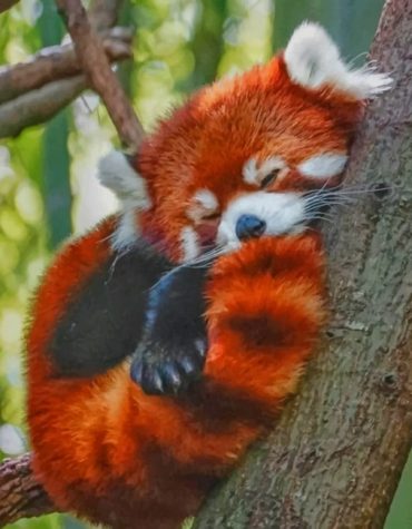 Red Panda Baby Paint By Numbers