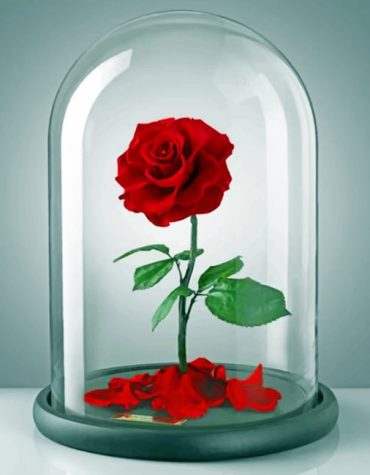 Red Roses Paint By Numbers