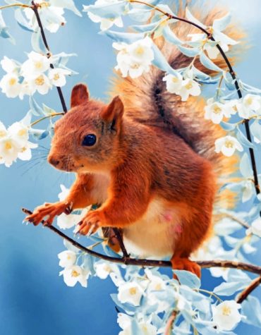 Red Squirrel with Cherry Blossoms Paint By Numbers