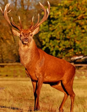 Majestic Red Stag Paint By Numbers