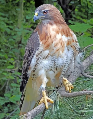 Red Tailed Hawk Birds Paint By Numbers