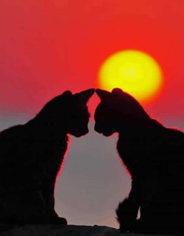 Romantic Sunset Cats Paint By Numbers