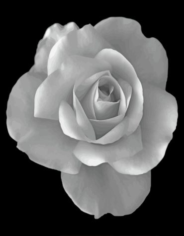 Monochrome Black and White Rose Paint By Numbers