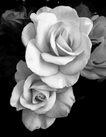 Monochrome Rose Paint By Numbers