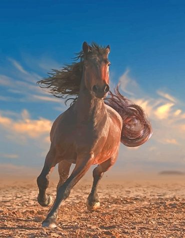 Arabian Stallion Running Paint By Numbers