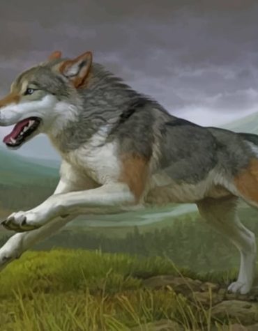 Wild Wolf Paint By Numbers