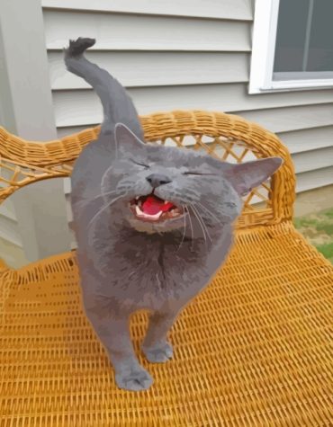 Russian Blue Feline Paint By Numbers