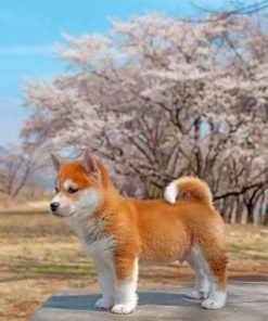 Shiba Inu Puppy Paint By Numbers