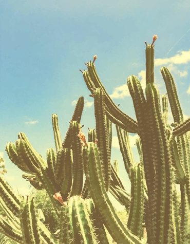 San Pedro Desert Scene Paint By Numbers