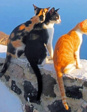 Sunset Cats in Santorini Paint By Numbers