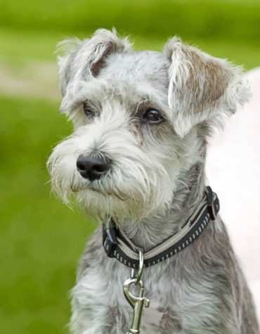 Schnauzer Dog Paint By Numbers