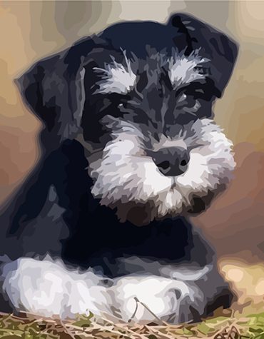 Charming Schnauzer Dog Paint By Numbers