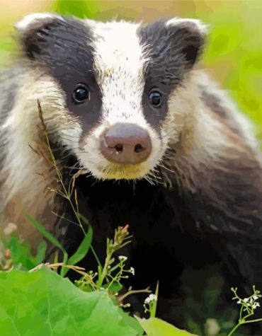 Scottish Wildlife Badger Paint By Numbers