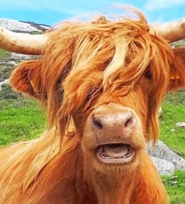 Highland Cow Beauty Paint By Numbers