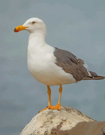 Seagull Birds Paint By Numbers