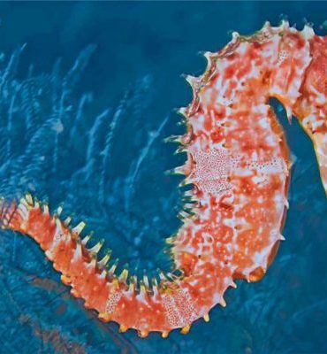 Seahorses and Fish Paint By Numbers