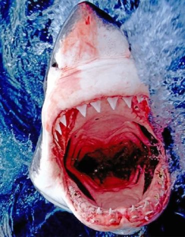 Dangerous Shark Attack Paint By Numbers