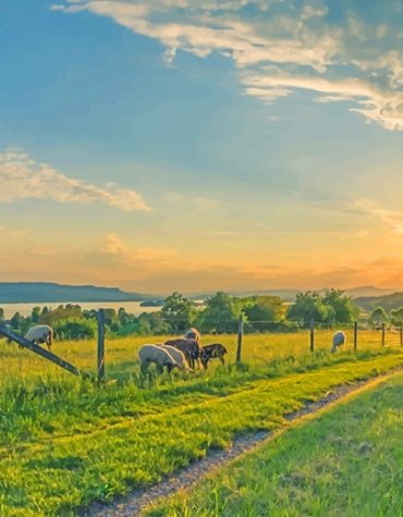 Countryside Green Sheep Paint By Numbers