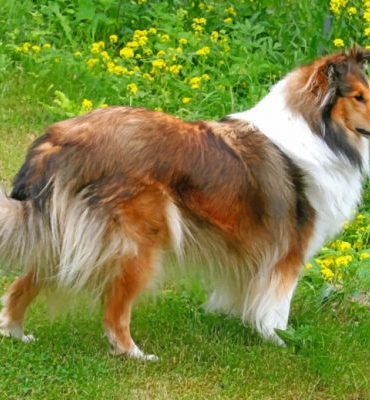 Sheltie Puppies Paint By Numbers