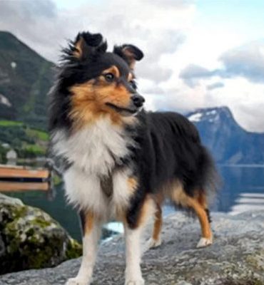 Sheltie Puppy Adventure Paint By Numbers