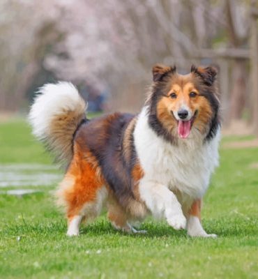 Sheltie and Puppies Paint By Numbers