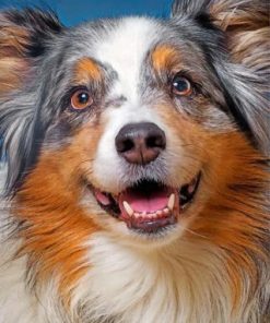 Sheltie Dog Paint By Numbers