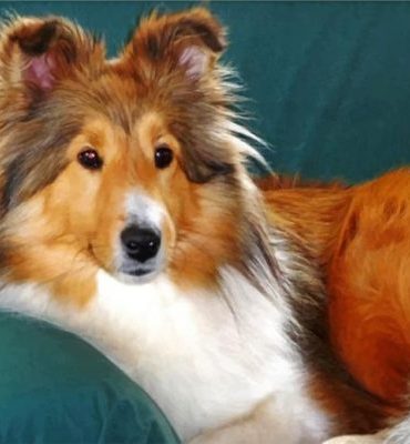 Sheltie Puppy Adventures Paint By Numbers