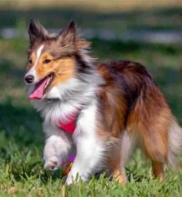 Sheltie Puppy Painting Kit Paint By Numbers