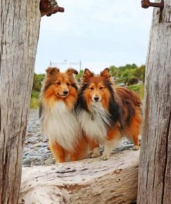 Shelties Puppy Dogs Paint By Numbers