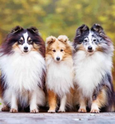 Cute Sheltie Puppies Paint By Numbers