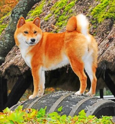 Shiba Inu Puppies Paint By Numbers