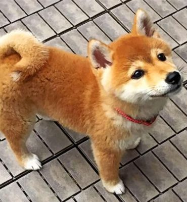 Shiba Inu Puppy Delight Paint By Numbers