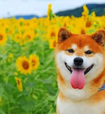 Shiba Inu Puppy in Sunflower Field Paint By Numbers