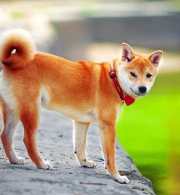 Shiba Inu Dog Portrait Paint By Numbers