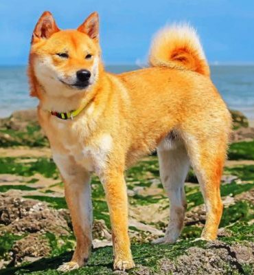 Shiba Inu Puppy Paint By Numbers