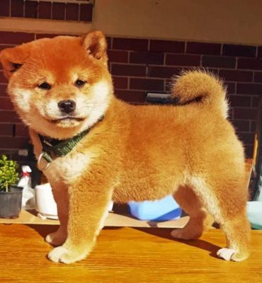 Adorable Shiba Inu Paint By Numbers