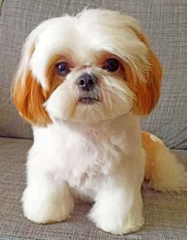 Shih Tzu Pet Paint By Numbers